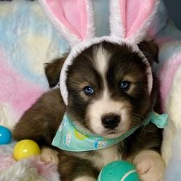 Thorn - Agouti and white male Siberian Husky puppy in Florence, Kentucky from Moonlight Howl Huskies