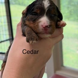 Cedar - Blue merle male Bernedoodle puppy in Campbellsville, Kentucky from Blue Belle Hills Bernedoodles