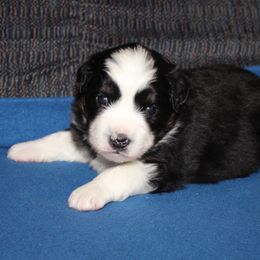Drift - Black tri female Miniature American Shepherd puppy in Hillsdale, Michigan from Faithwalk Aussies and Mini American Shepherds