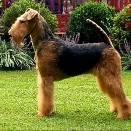 Willow - Airedale Terrier