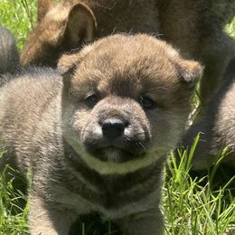Shiba Inu from Jesup Shiba Inu