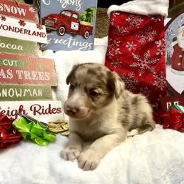 Border Collie and Jack Russell Terrier Puppies from CP FARMS BORDER COLLIES N JACKS CORP