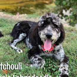 Patchouli - Labradoodle