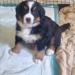 Girl 5 - Black rust and white female Bernese Mountain Dog puppy in Nicholson, Georgia from Bernese Mountain Dogs of Pony Trail Farm