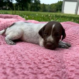 Walker - Black roan male German Shorthaired Pointer puppy in Axton, Virginia from Red Clay Kennels