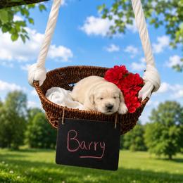 Barry - Light golden male Golden Retriever puppy in Peoria, Arizona from Westwing Retrievers
