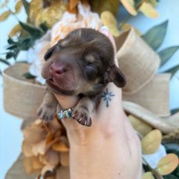 Maple 4100 - Chocolate and cream female Dachshund puppy in Mayville, Michigan from Teenie Little Hearts