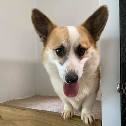 Pembroke Welsh Corgis from Double D Corgis