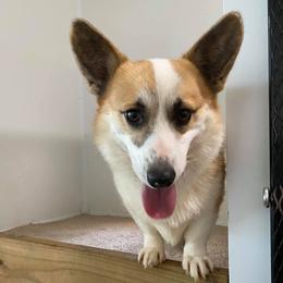 Pembroke Welsh Corgis from Double D Corgis