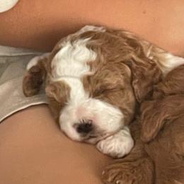 Jess - Tri-color female Cavapoo puppy in Cedar City, Utah from Pearson's Poodles