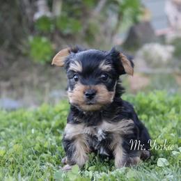 Yorkshire Terrier Puppies from Mr.Yorkie