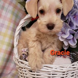 Miniature Schnauzer Puppies from Mountain View Schnauzers