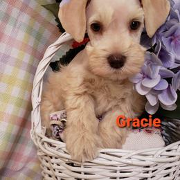 Miniature Schnauzer Puppies from Mountain View Schnauzers