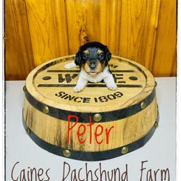 Peter - Piebald male Dachshund puppy in Cincinnati, Ohio from Caines Dachshund Farm