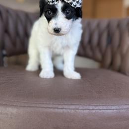 Candy - Black and white female Aussiedoodle puppy in Arizona from Coats of Many Colors LLC