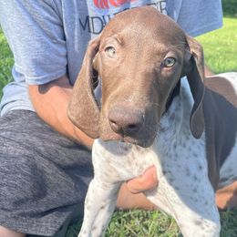 Boy 3 - Liver and white German Shorthaired Pointer puppy in Ellsworth, Minnesota from Zitzloff’s Pointers