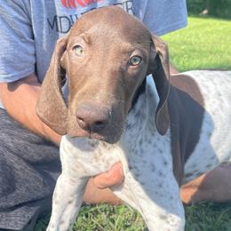 Boy 3 - Liver and white German Shorthaired Pointer puppy in Ellsworth, Minnesota from Zitzloff’s Pointers