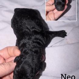 Neo - Black male Cockapoo puppy in Connersville, Indiana from MoonShine Babies