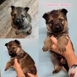 Cold Brew - Girl 4 - Sable female German Shepherd puppy in Oakley, California from Von Guadachi German Shepherds & Audacity Border Collies