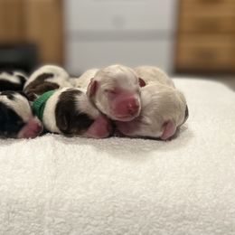 Dachshund and Golden Retriever Puppies from Wyo Dachshunds & Goldens