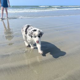 Mia - Girl 3 - Blue merle Australian Shepherd puppy in Cleveland, Georgia from J&L Farm