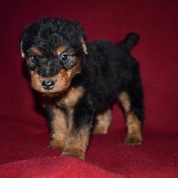 Firecracker - Black and tan male Welsh Terrier puppy in Draper, Virginia from Shady Oaks WFT