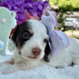 Mira - Piebald female Dachshund puppy in Lakeland, Florida from Elite Doxies Florida