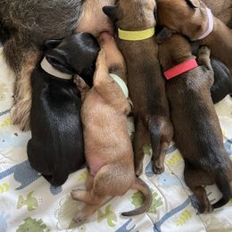 Dachshund Puppies from Vom Dörnerstein