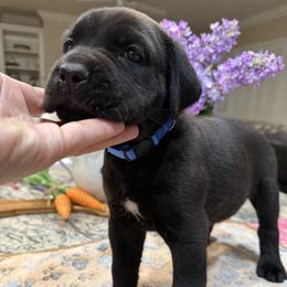 Royal Blue Collar Boy - Black brindle male Cane Corso puppy in Murrieta, California from KJ Cane Corso