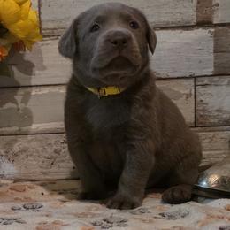 Sourdough - Chocolate male Labrador Retriever puppy in Gardnerville, Nevada from Jobs Peak Labradors