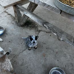 Australian Cattle Dog Puppies from Christensen Heelers