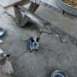 Australian Cattle Dog Puppies from Christensen Heelers