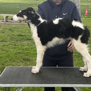 Borzoi and Greyhound Puppies from Kay Henderson