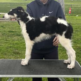 Borzoi and Greyhound Puppies from Kay Henderson
