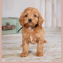 Martha - Red female Cockapoo puppy in Connersville, Indiana from Deaz Doodle Ranch