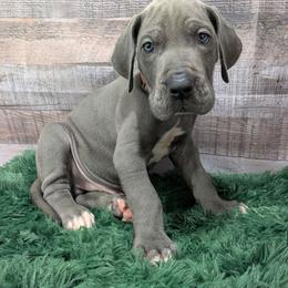 Leo - Blue male Great Dane puppy in Bay City, Michigan from Monarch Danes