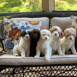 Australian Labradoodle Puppies from Rainier Labradoodles