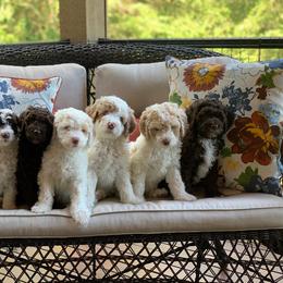 Australian Labradoodle Puppies from Rainier Labradoodles