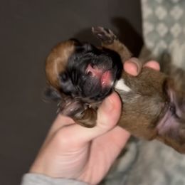 Garth - Fawn male French Bulldog puppy in Warm Springs, Arkansas from Seven Hills Arkansas