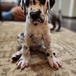 Great Dane Puppies from James Danes