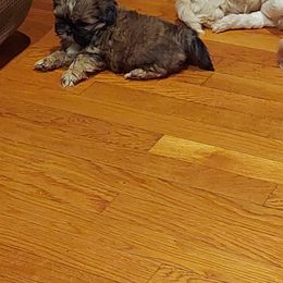 Shih Tzu Puppies from N.F.S.T Imperial ShihTzu Puppies.