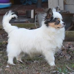 Frankie - Chihuahua