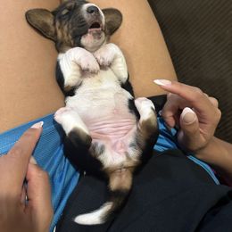 Basset Hound Puppies from Basset Hound Puppies of Michigan