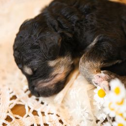 Poodle Puppies from Setting the Standard Poodles