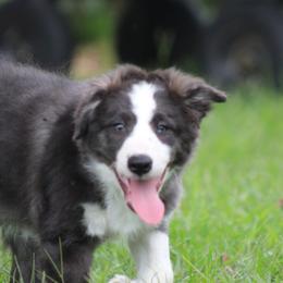 Dixon - Seal male Border Collie puppy in Tylertown, Mississippi from Cool Meadow Farms