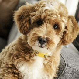 Ramsey - Apricot male Poodle puppy in Etna Green, Indiana from Perfect Match Poodles