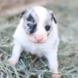 Toby - Blue merle male Border Collie puppy in Hesperus, Colorado from I&A Border Collies