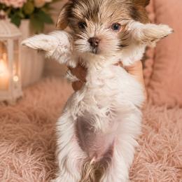 Girl 3 - Chocolate, tan and white female Yorkshire Terrier puppy in Knoxville, Tennessee from Little Yorkie Company