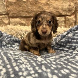 Rusty - Dapple male Dachshund puppy in Stilwell, Oklahoma from B & K Dachshunds