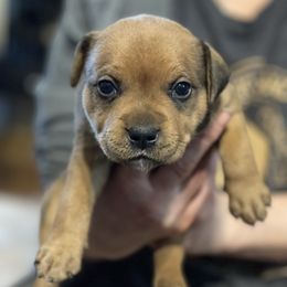 Carmelo - Red male Staffordshire Bull Terrier puppy in Monroe, Georgia from Irresistibull Staffords